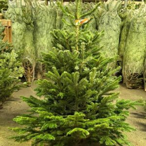 Buy Wholesale Christmas Trees by the Pallet