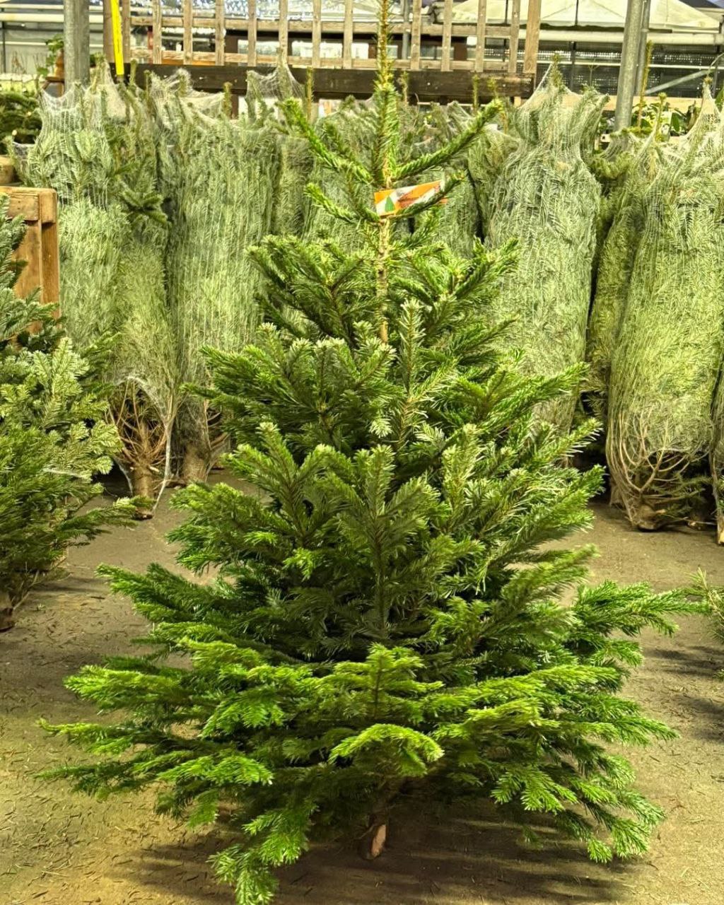 Buy Wholesale Christmas Trees by the Pallet