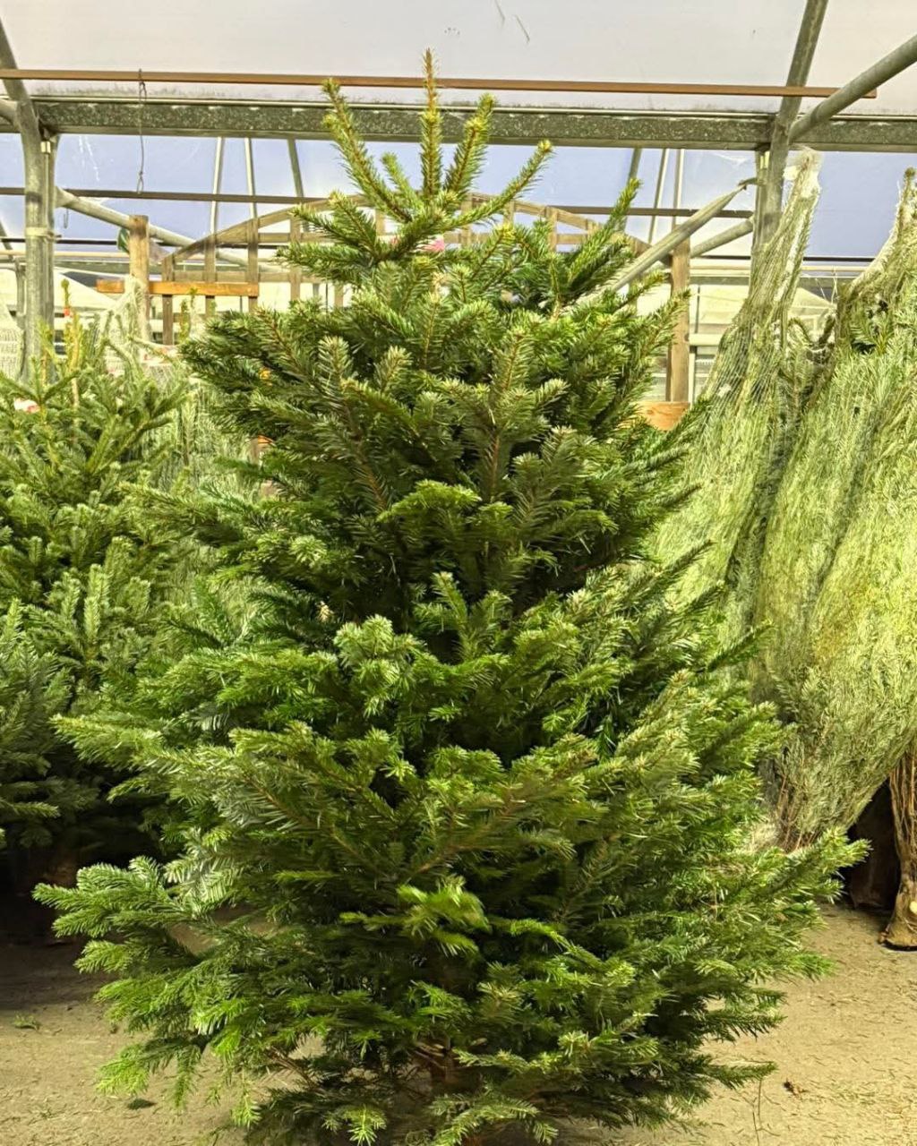 Wholesale Christmas Trees (50 Trees – $800) - Image 4