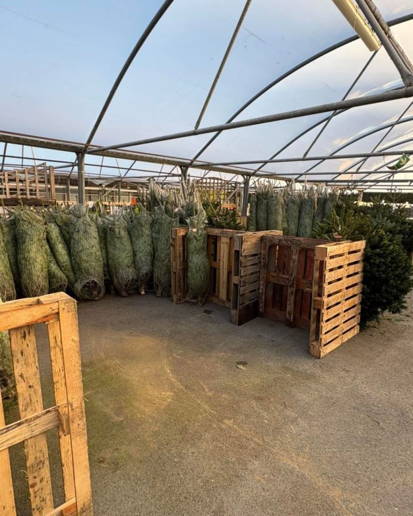 Wholesale Christmas Trees (50 Trees – $800) - Image 2